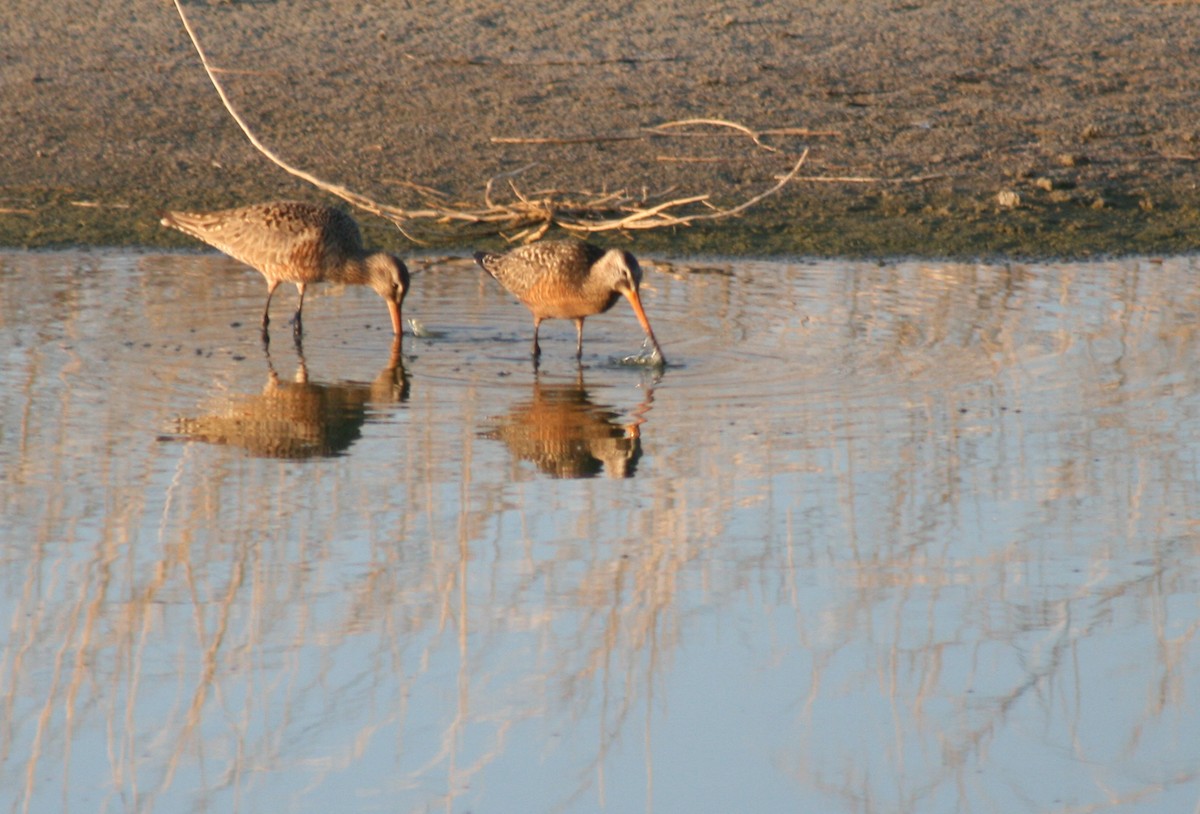 Hudsonian Godwit - ML127843151