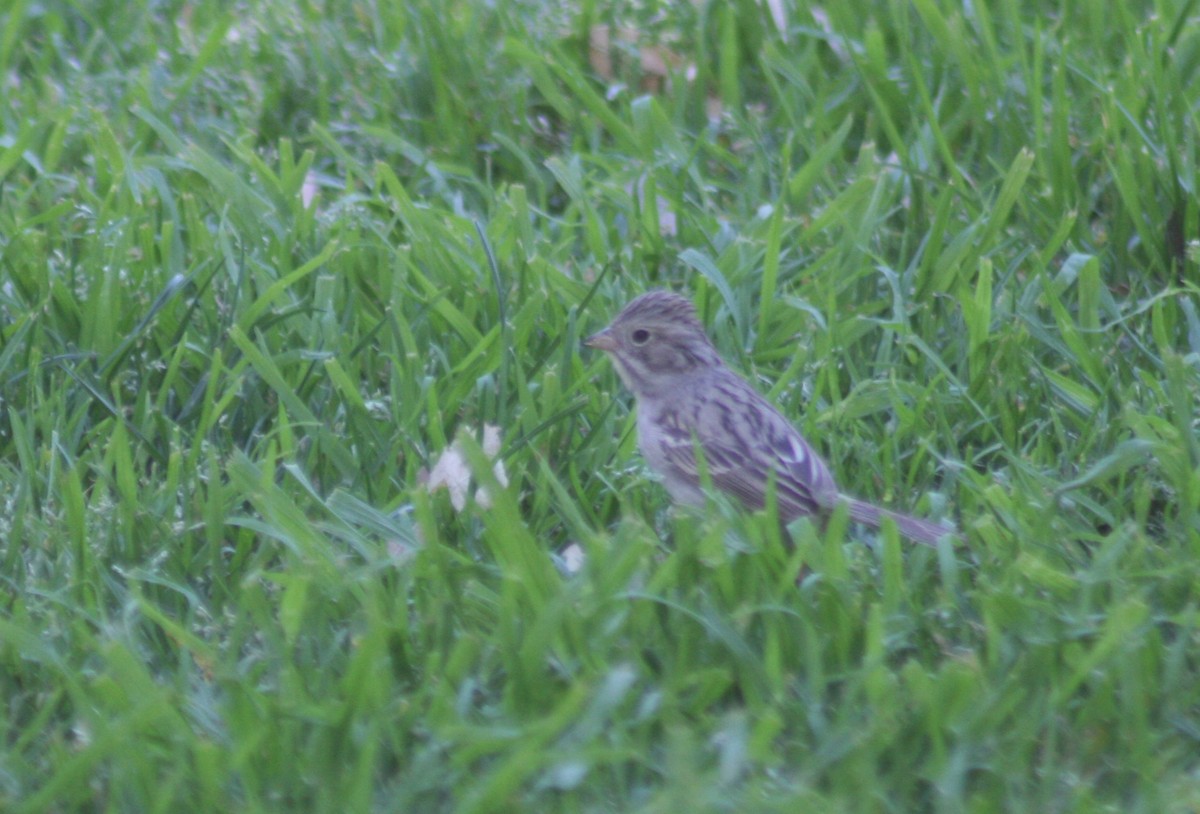 Brewer's Sparrow - ML127843781