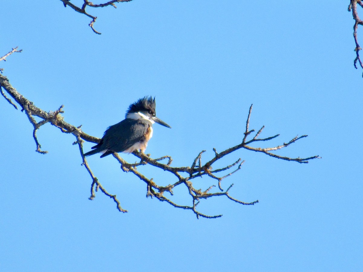 Belted Kingfisher - Simon Audy