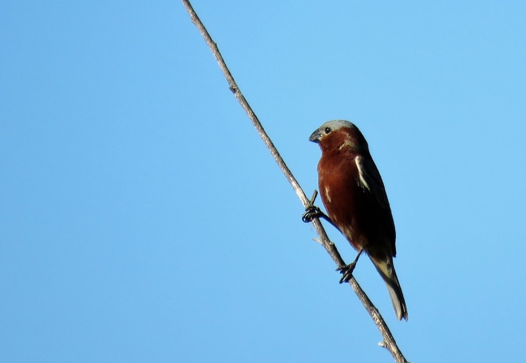 Chestnut Seedeater - ML127845481