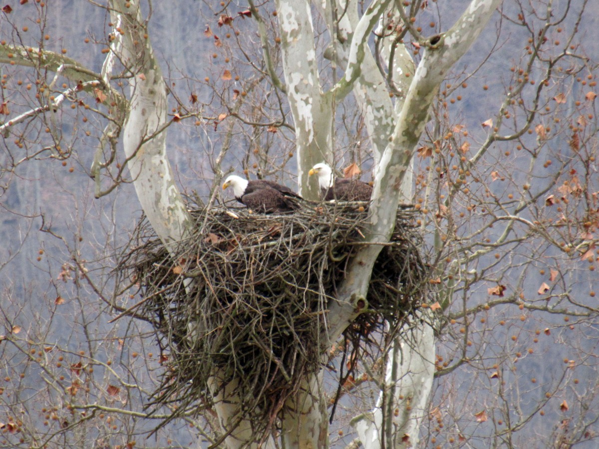 Bald Eagle - ML127845851