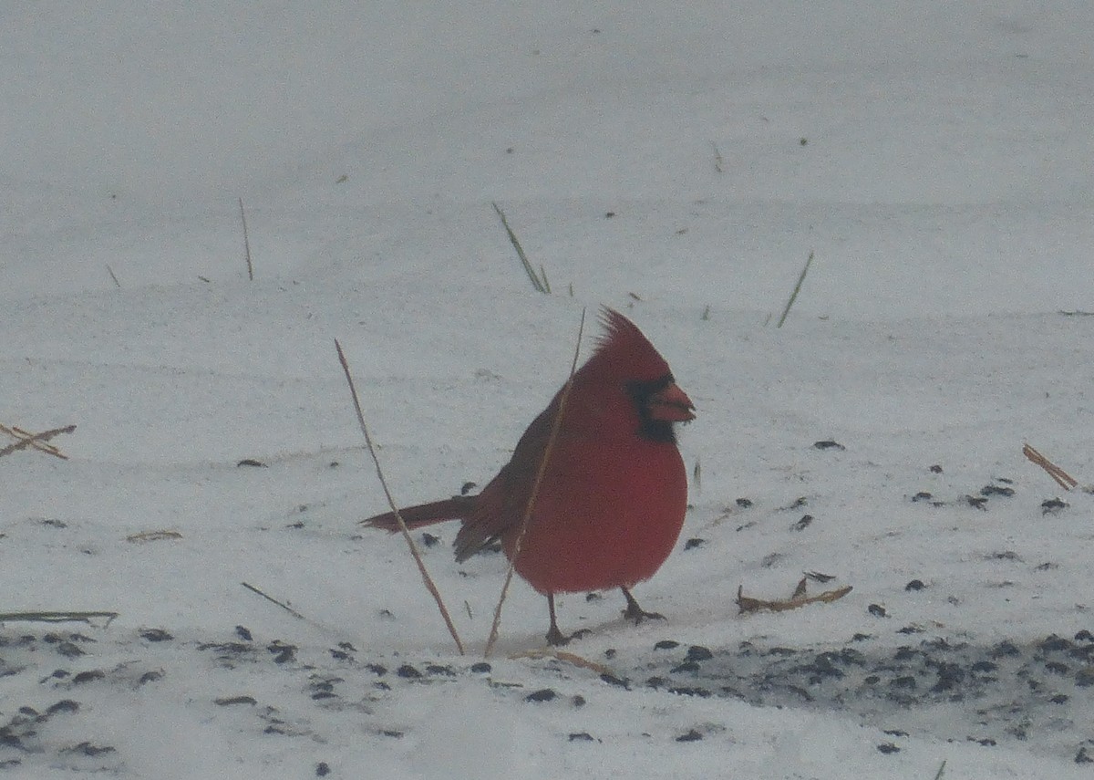 ショウジョウコウカンチョウ - ML127846361