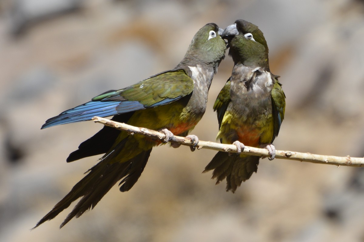 Burrowing Parakeet - ML127847111