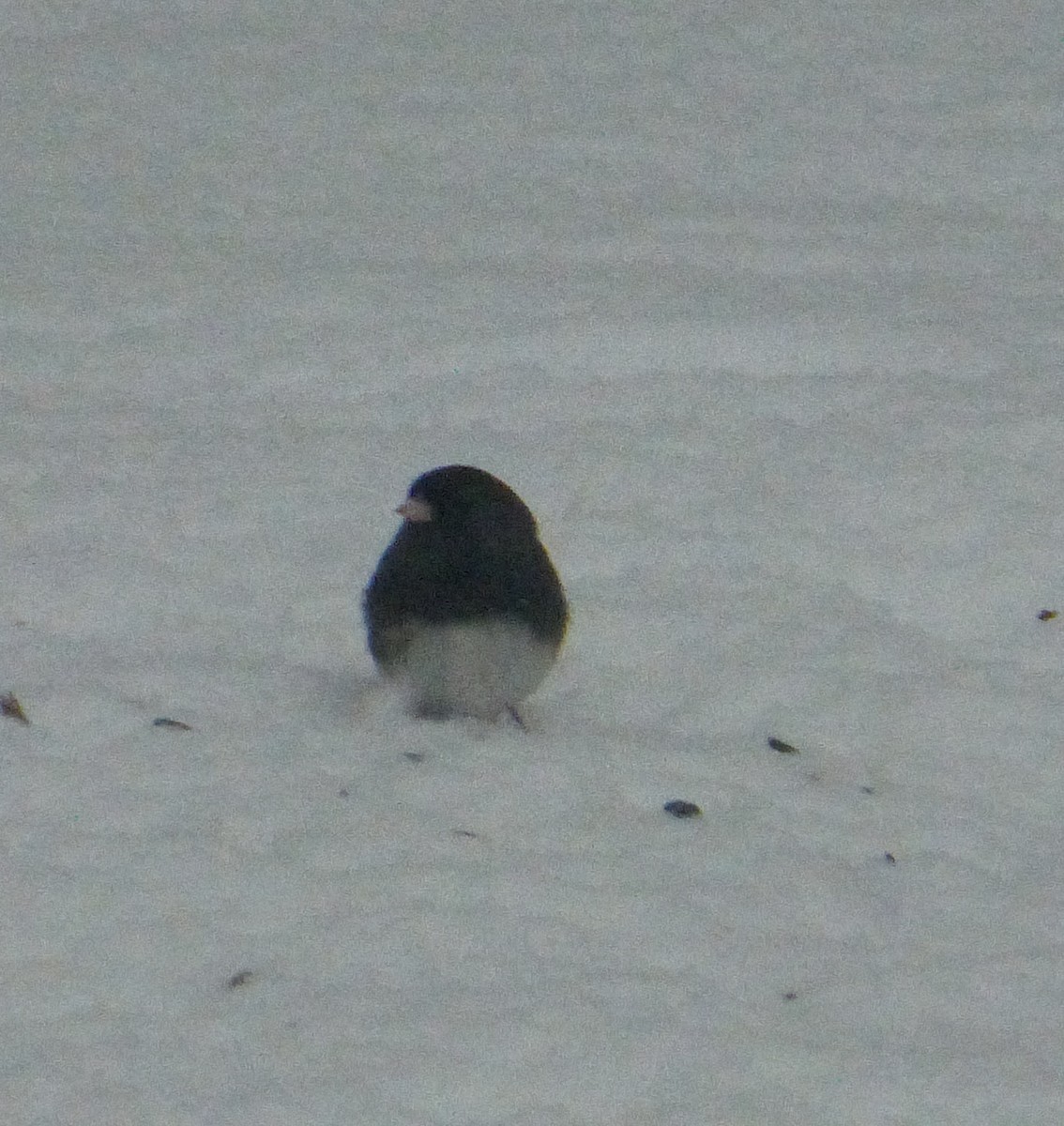 Dark-eyed Junco - ML127847341