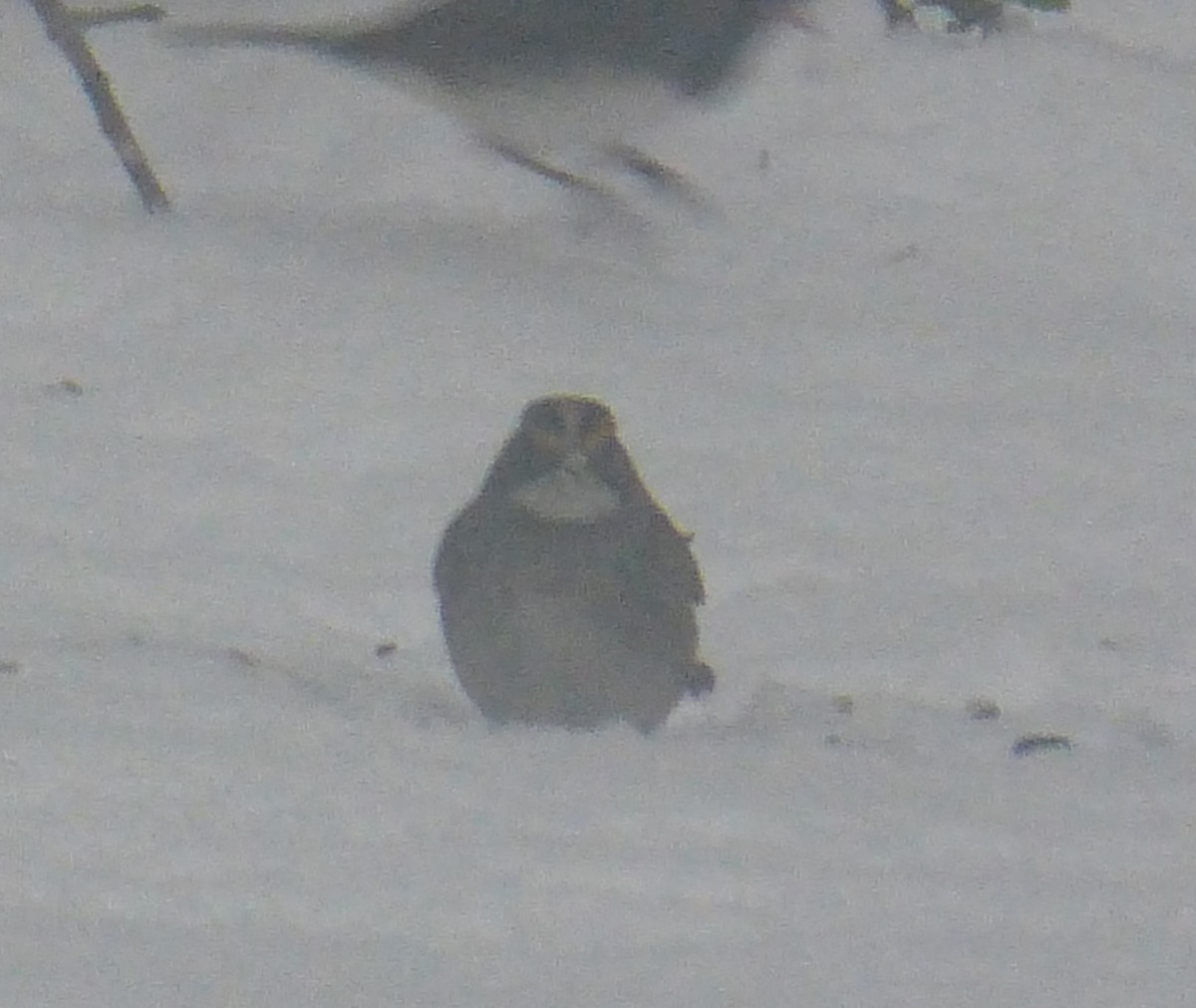 White-throated Sparrow - ML127847431