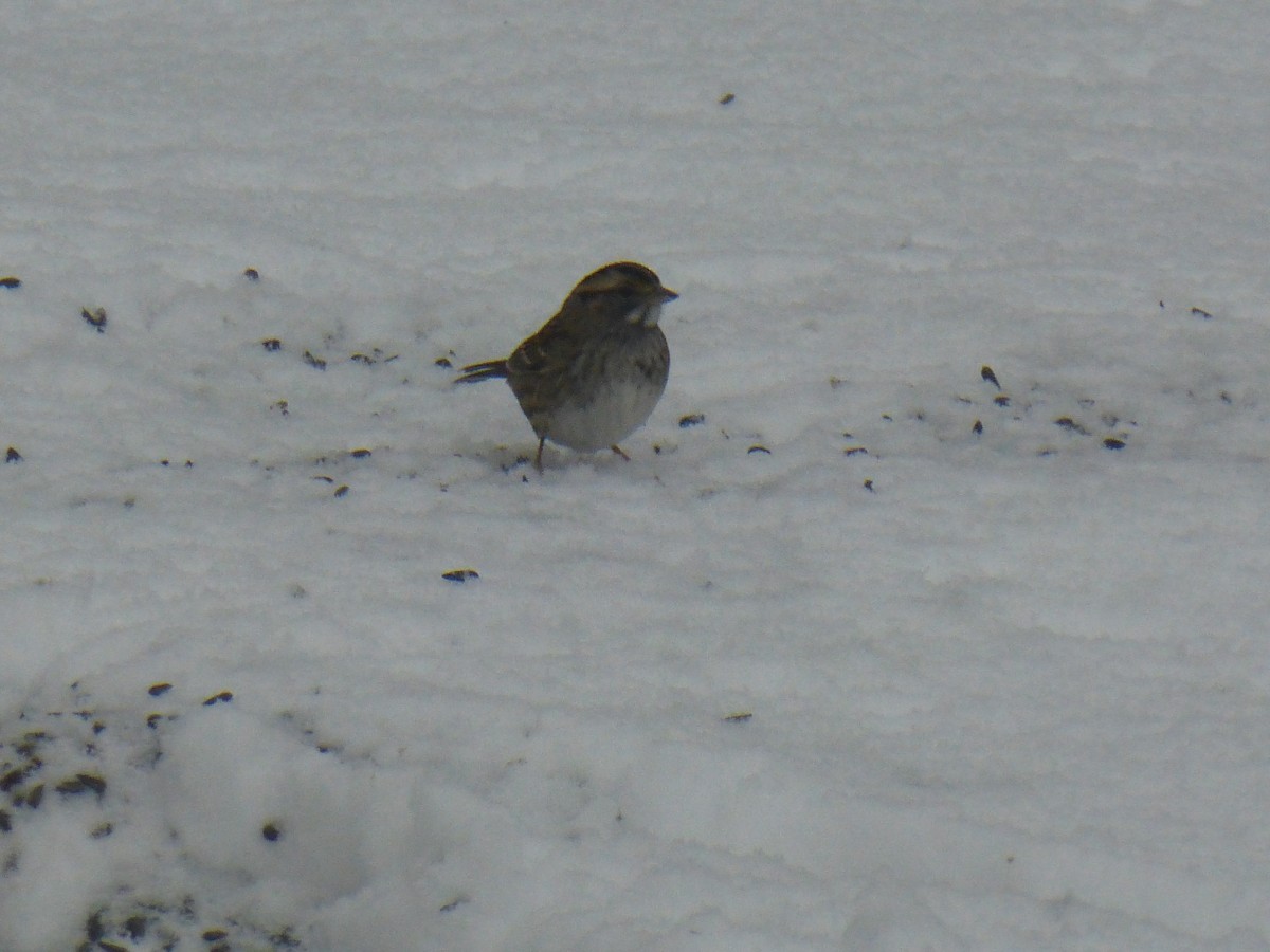 White-throated Sparrow - ML127847451