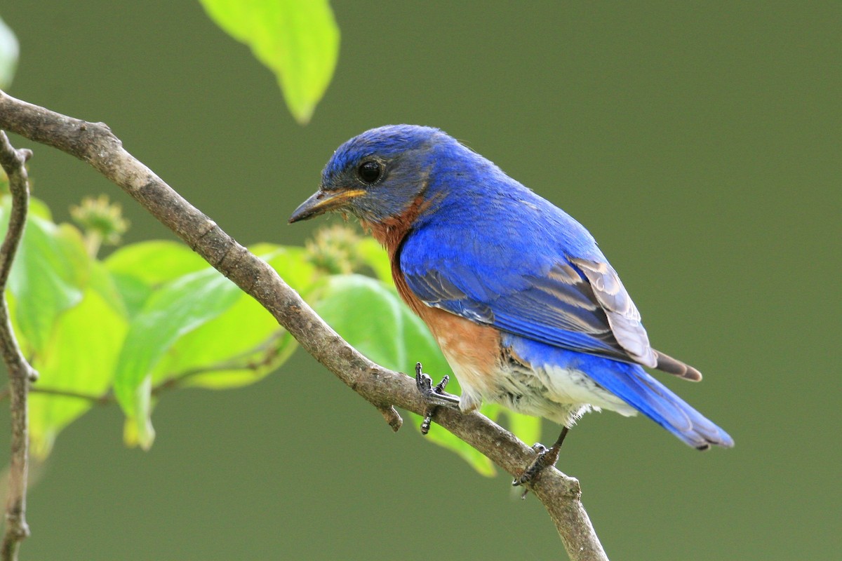 Eastern Bluebird - ML127847681