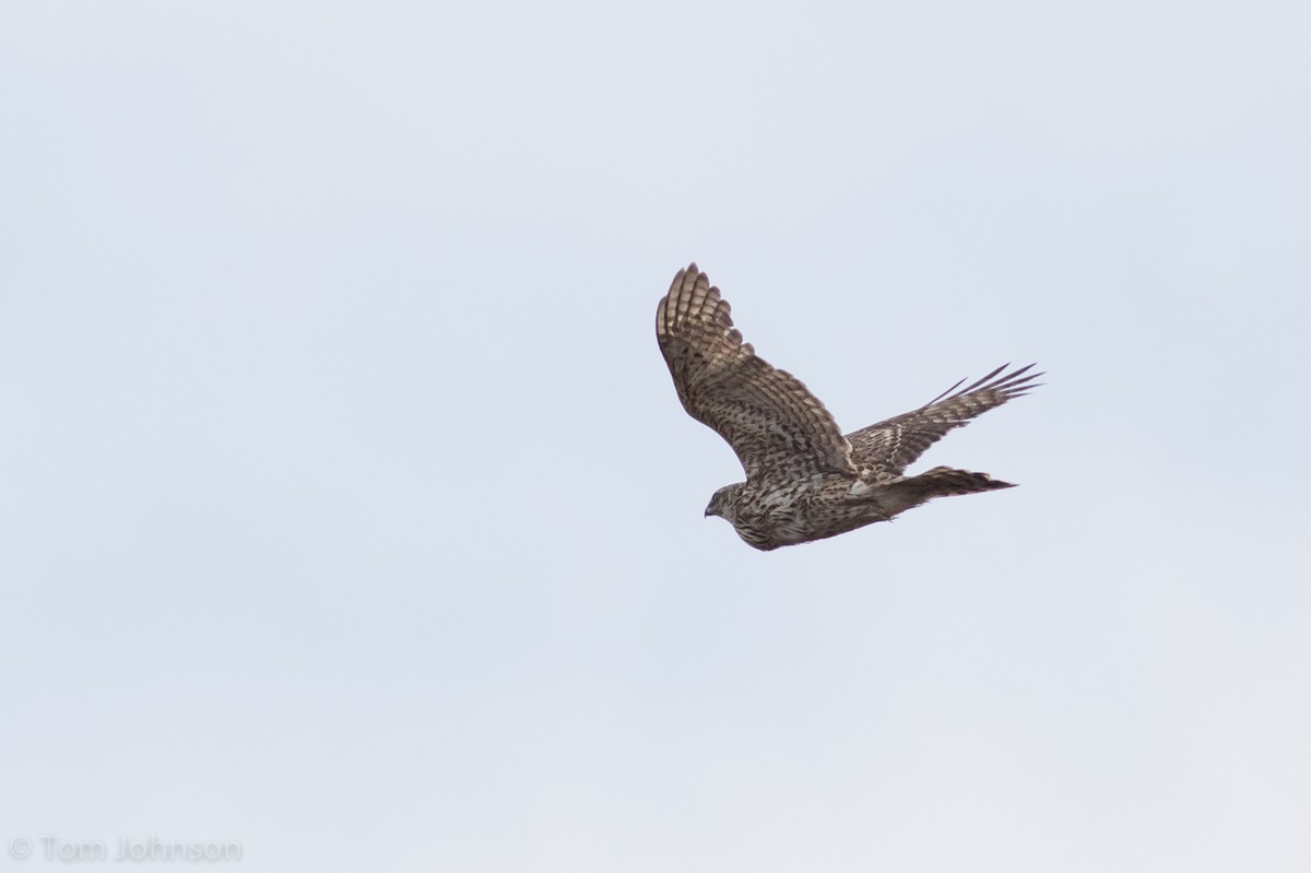 American Goshawk - ML127848791