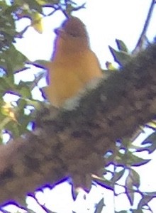 Summer Tanager - ML127849061