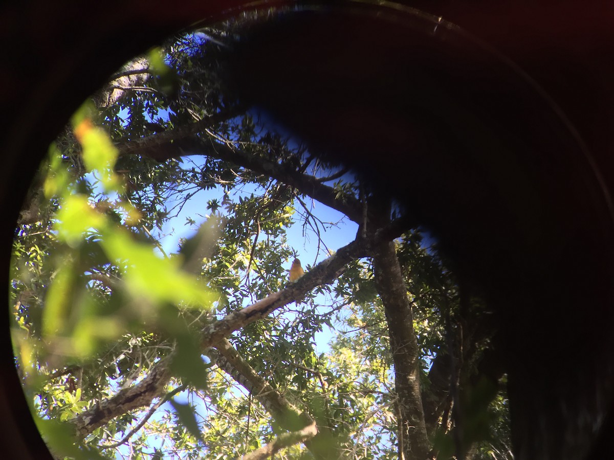 Summer Tanager - ML127849081