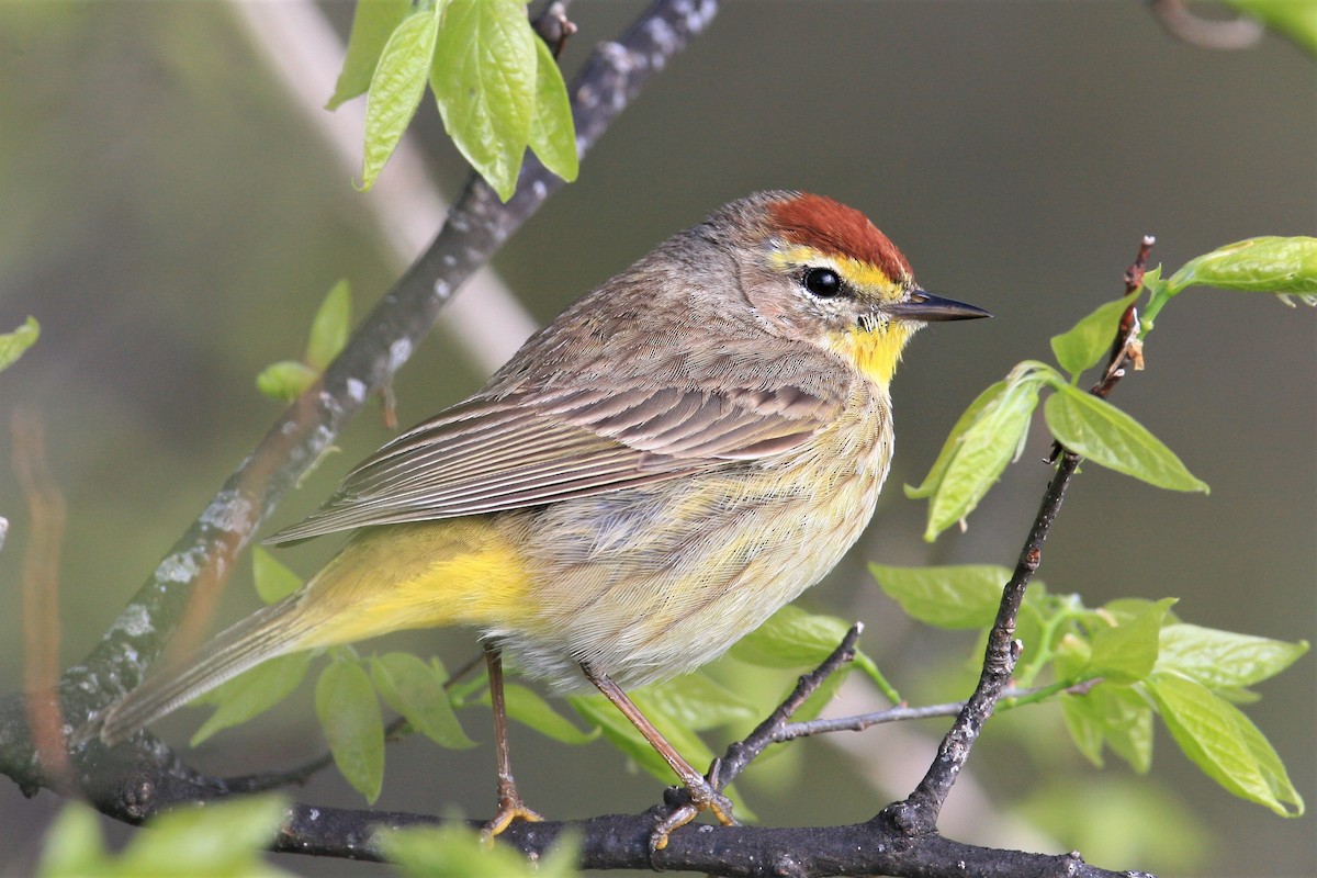 Palm Warbler - ML127849651