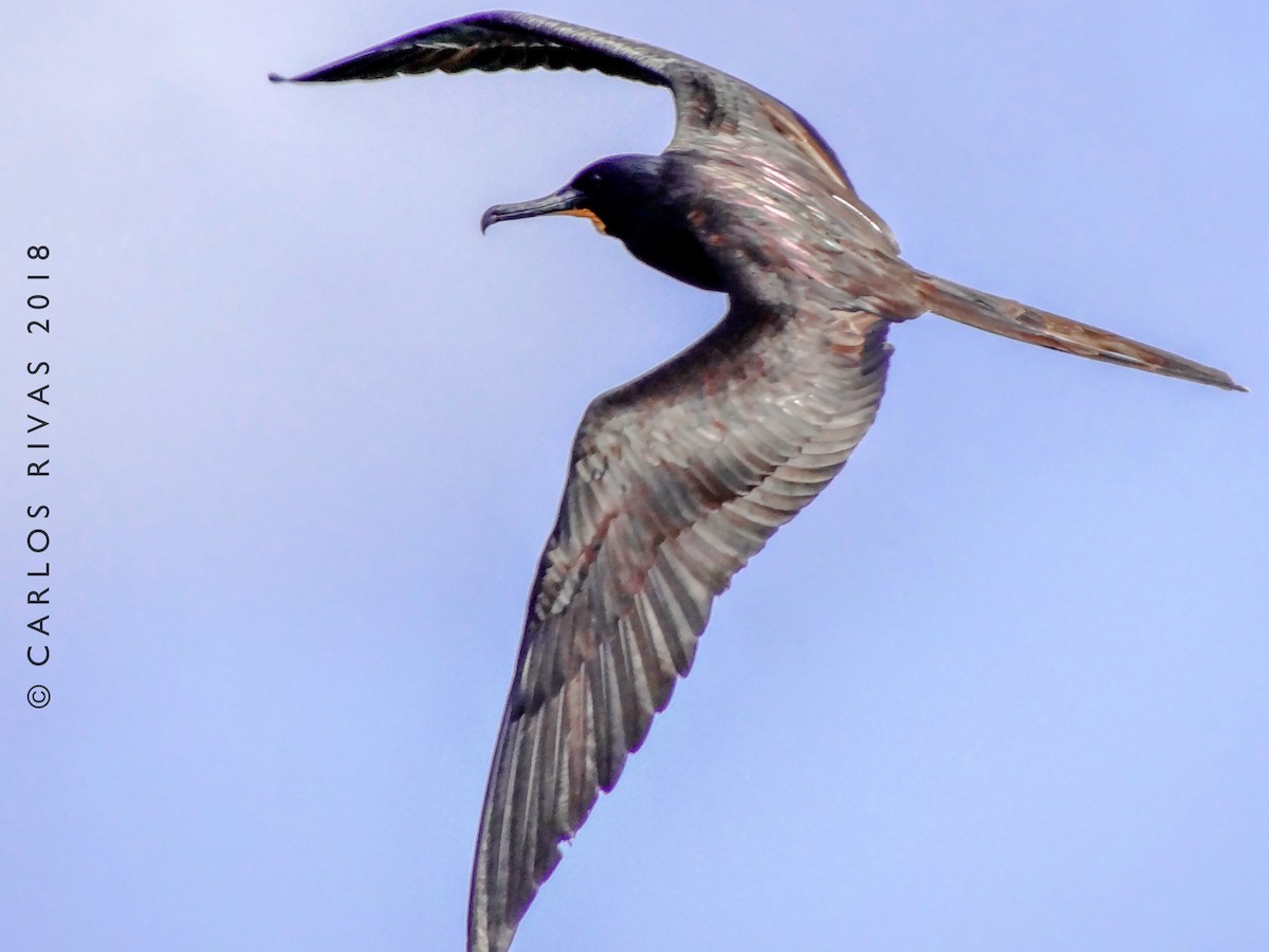 Magnificent Frigatebird - ML127851521