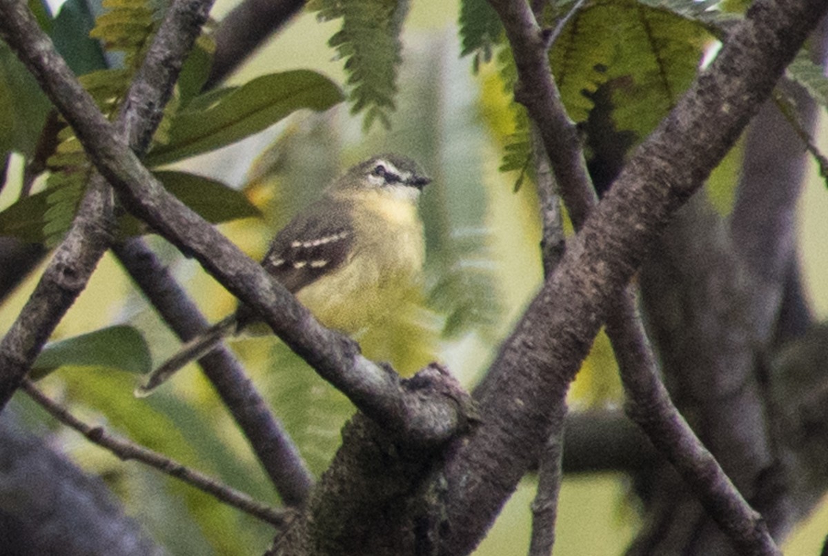 Amazonian Tyrannulet - Adam Jackson