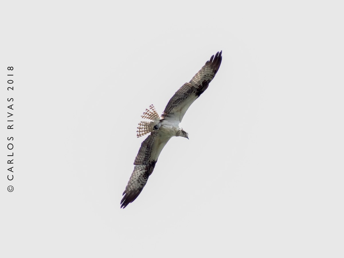 Águila Pescadora (carolinensis) - ML127852101