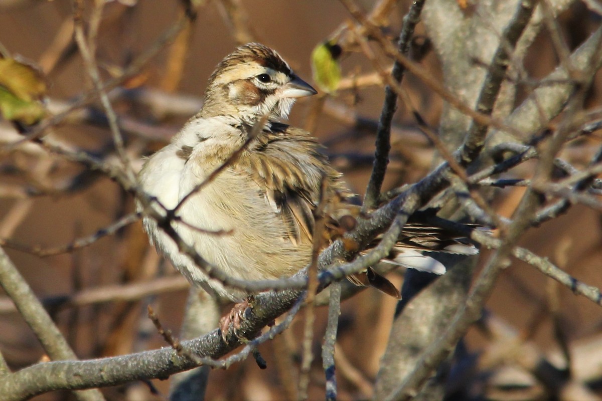 Lark Sparrow - ML127852871