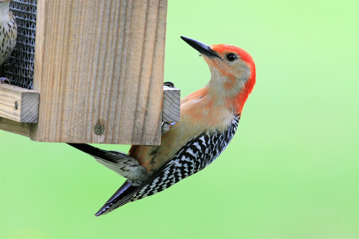 Red-bellied Woodpecker - ML127852911