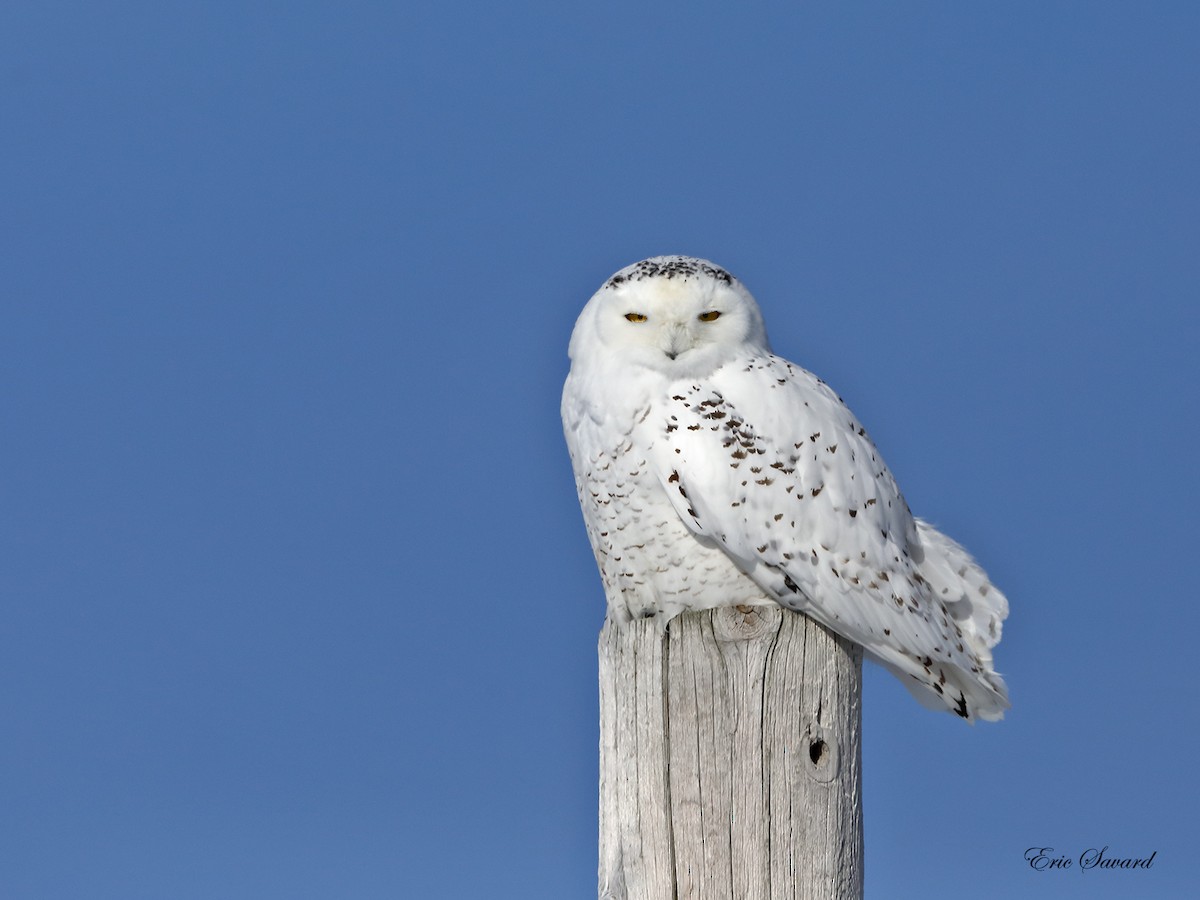 Snowy Owl - Eric Savard