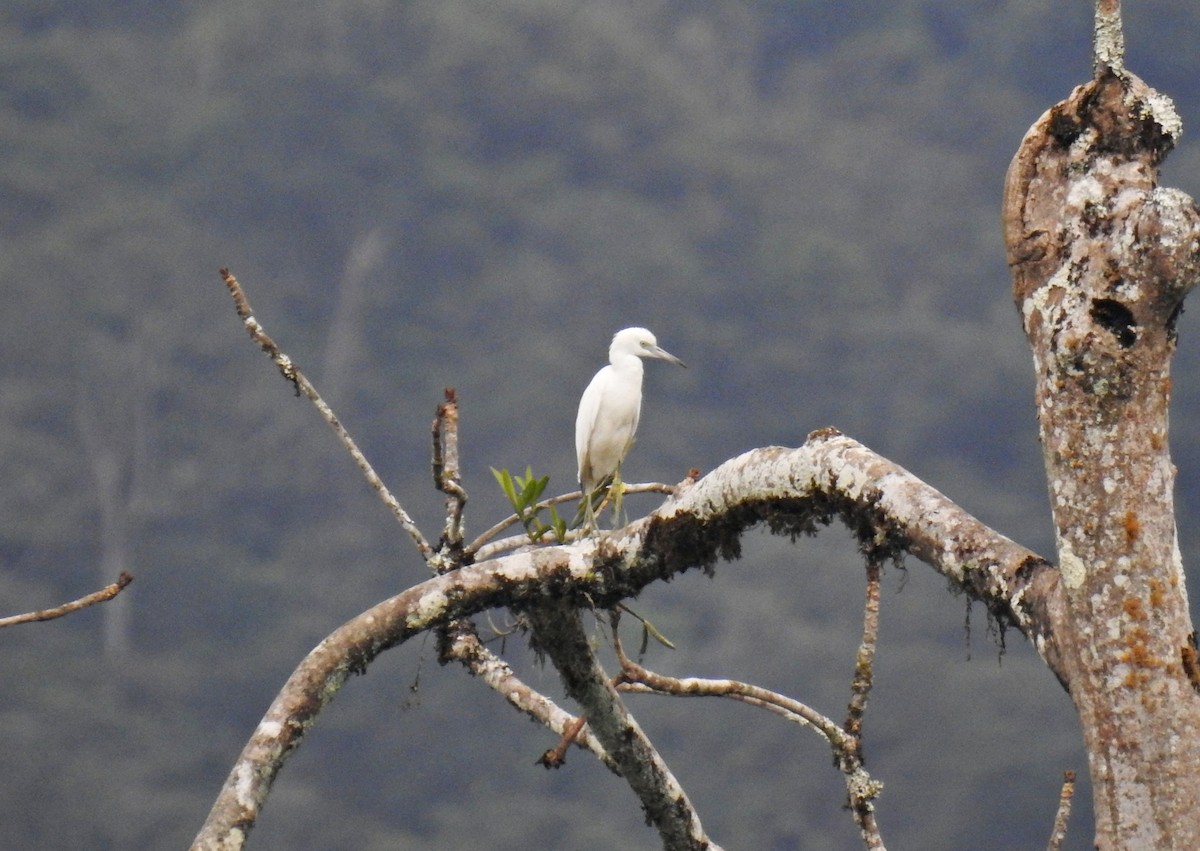 Little Blue Heron - ML127853401