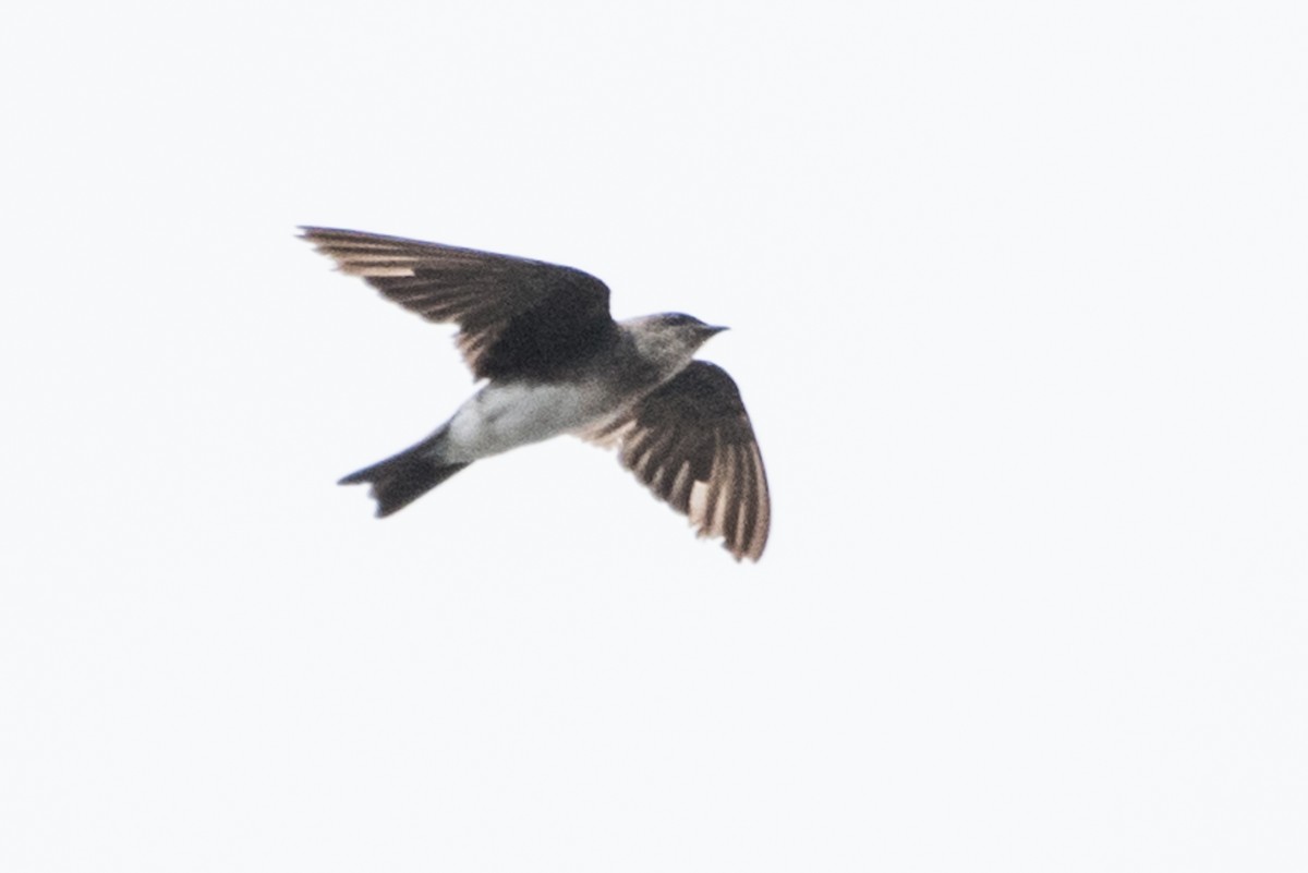 Brown-chested Martin - ML127854191