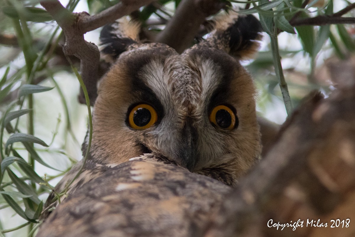Long-eared Owl - Milas Santos