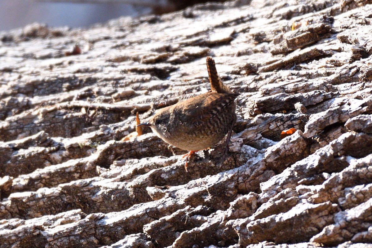 Winter Wren - ML127855731