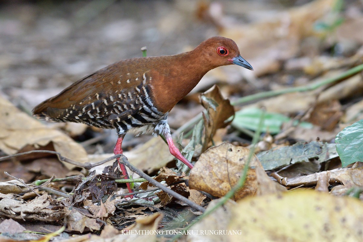 Red-legged Crake - Khemthong Tonsakulrungruang