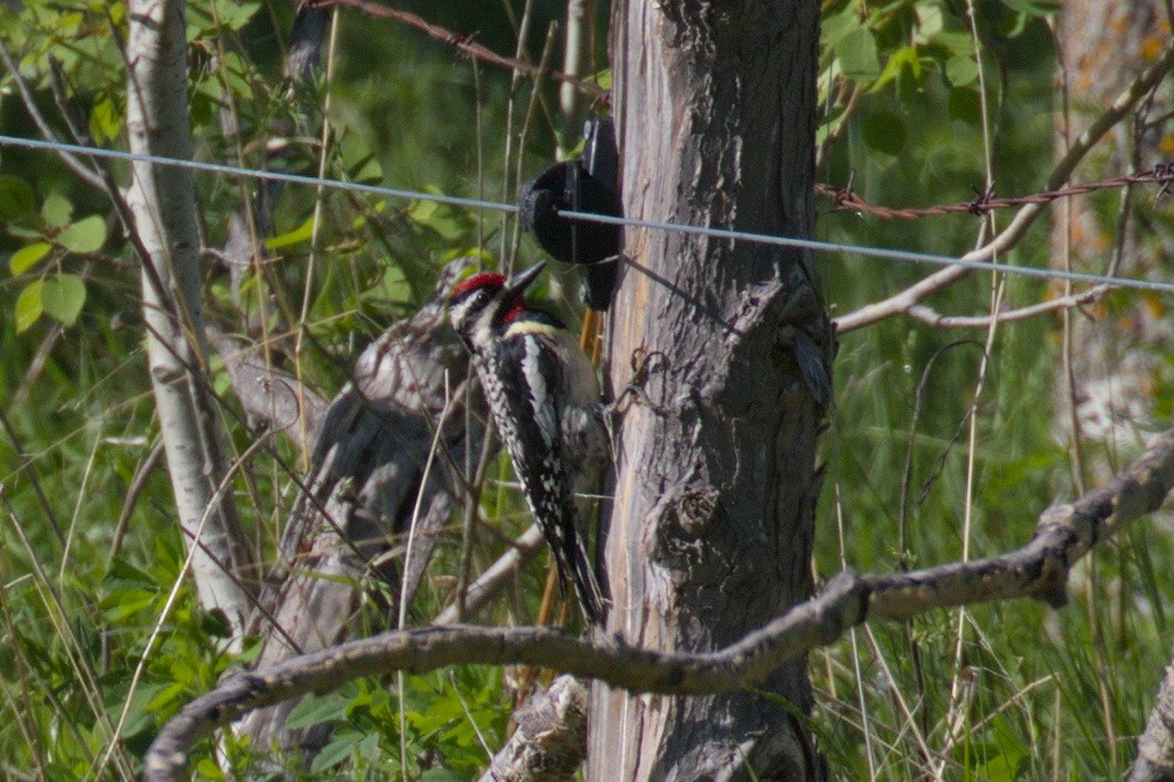 Yellow-bellied Sapsucker - ML127857461