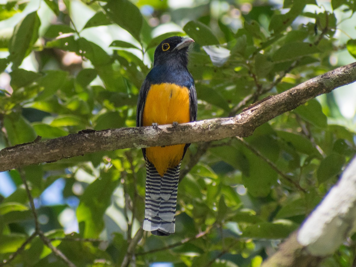 Guianan Trogon - ML127858671