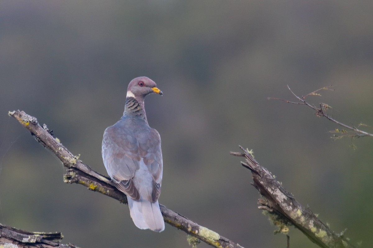 Band-tailed Pigeon (Viosca's) - ML127859561