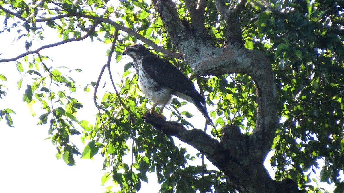 Gray Hawk - ML127860131