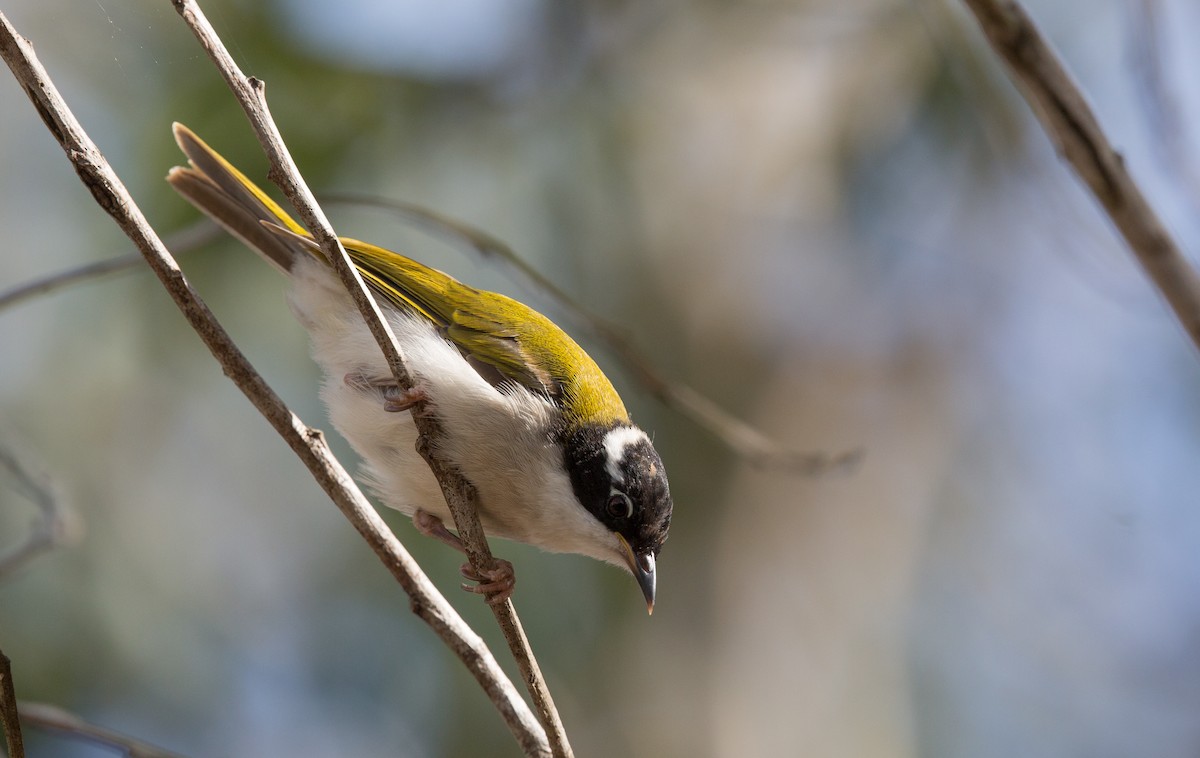 White-throated Honeyeater - Geoff Dennis