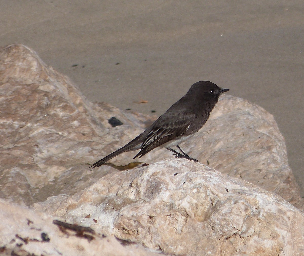 Black Phoebe - ML127862201