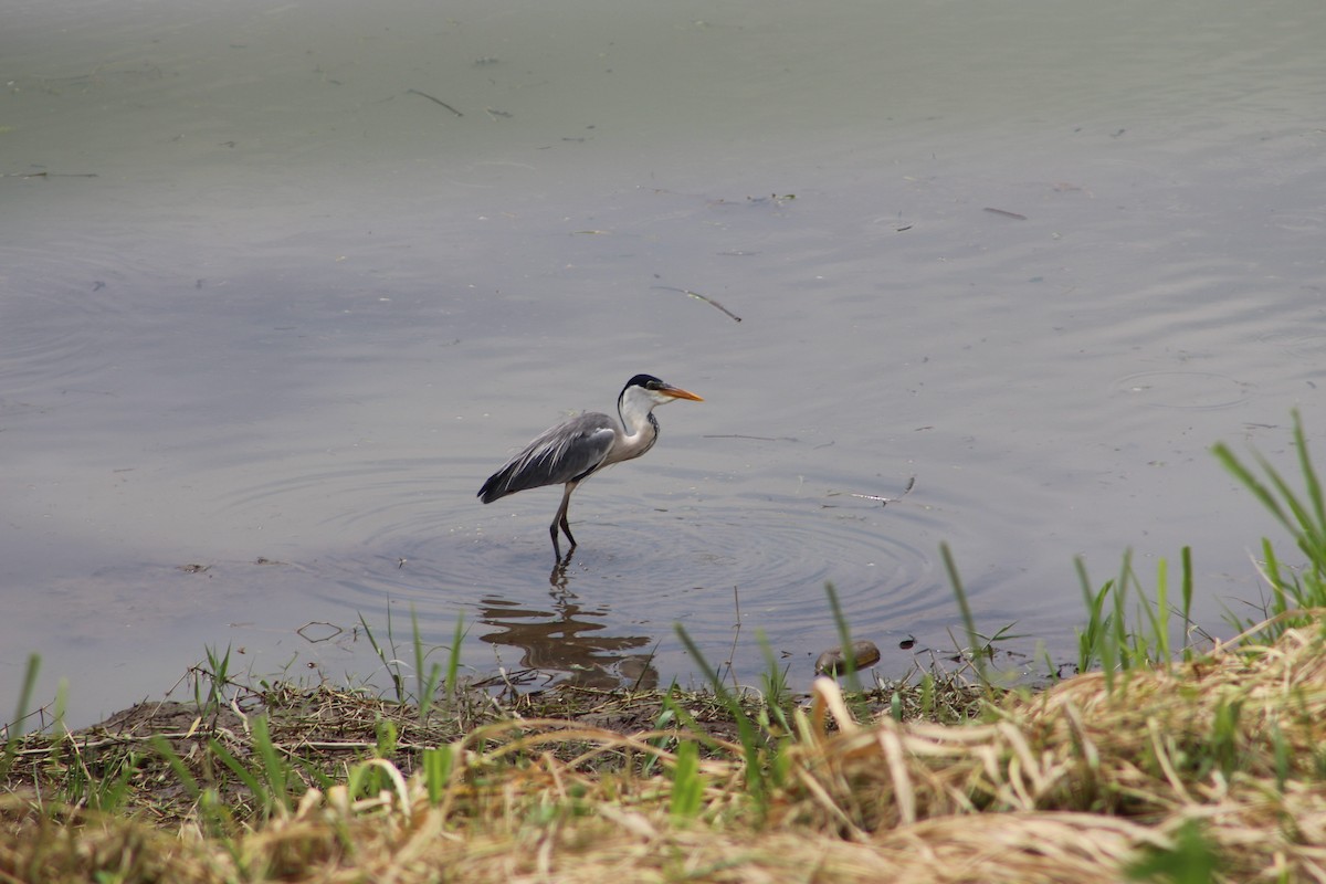 Garza Cuca - ML127862701