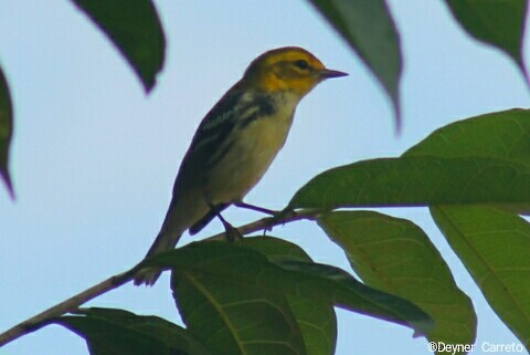 Black-throated Green Warbler - Deyner Carreto