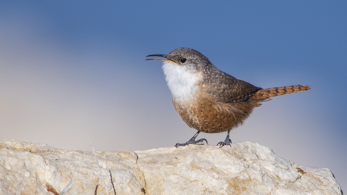 Canyon Wren - Bryan Calk