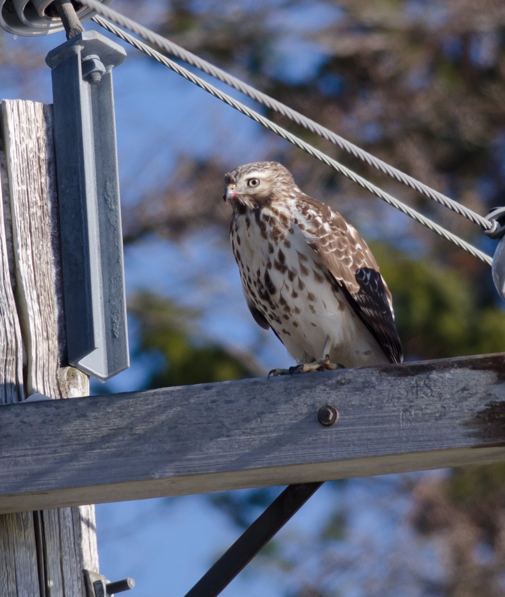 Red-shouldered Hawk - ML127869301