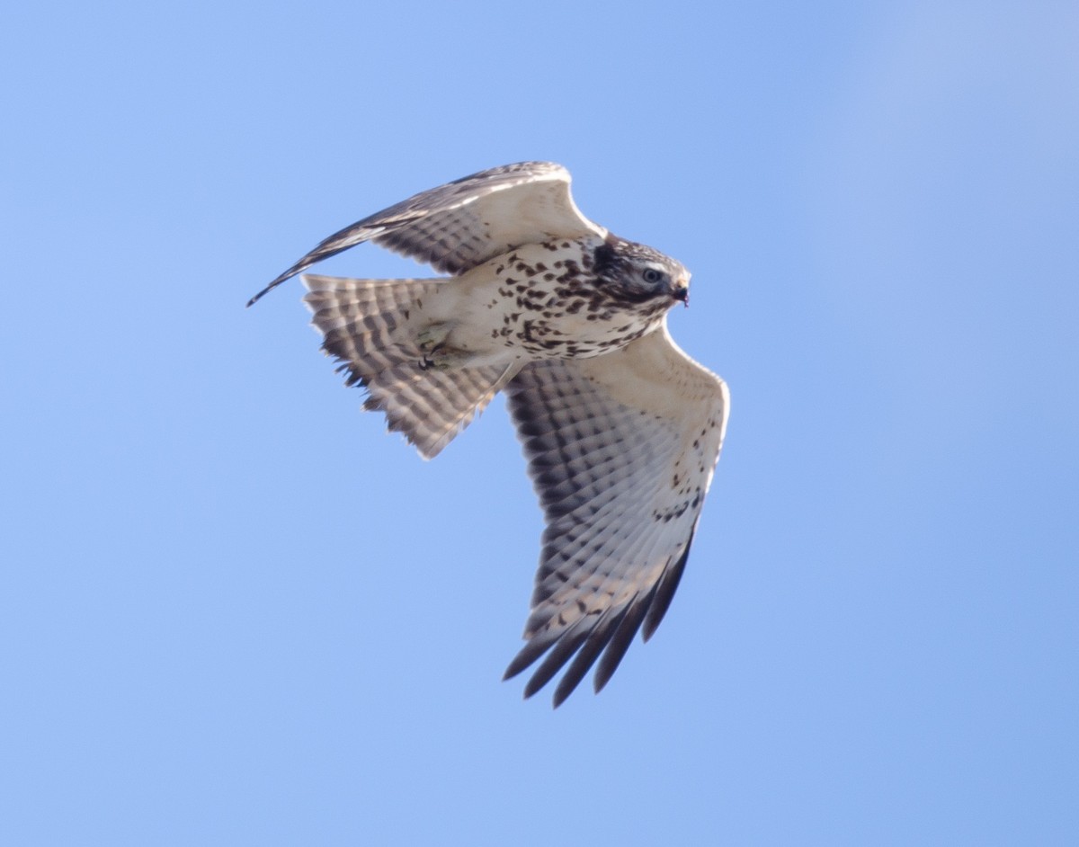 Red-shouldered Hawk - ML127869321