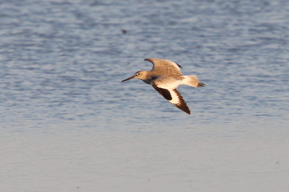 Willet - ML127871631