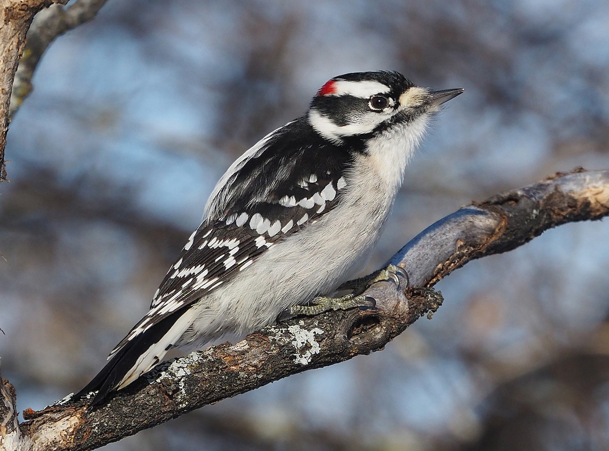 Downy Woodpecker - Gordon Johnston