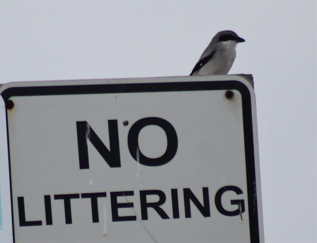 Loggerhead Shrike - ML127873051