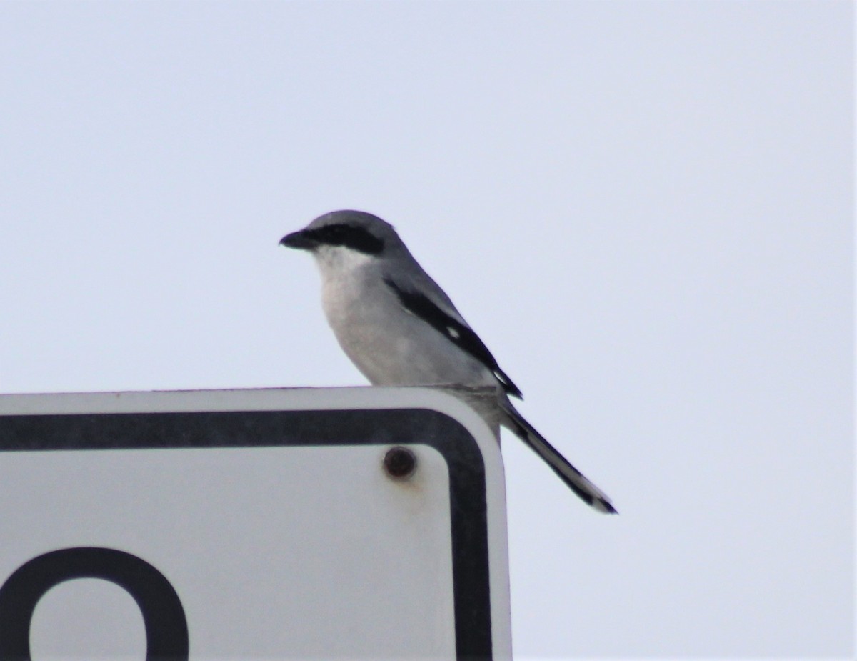 Loggerhead Shrike - ML127873061