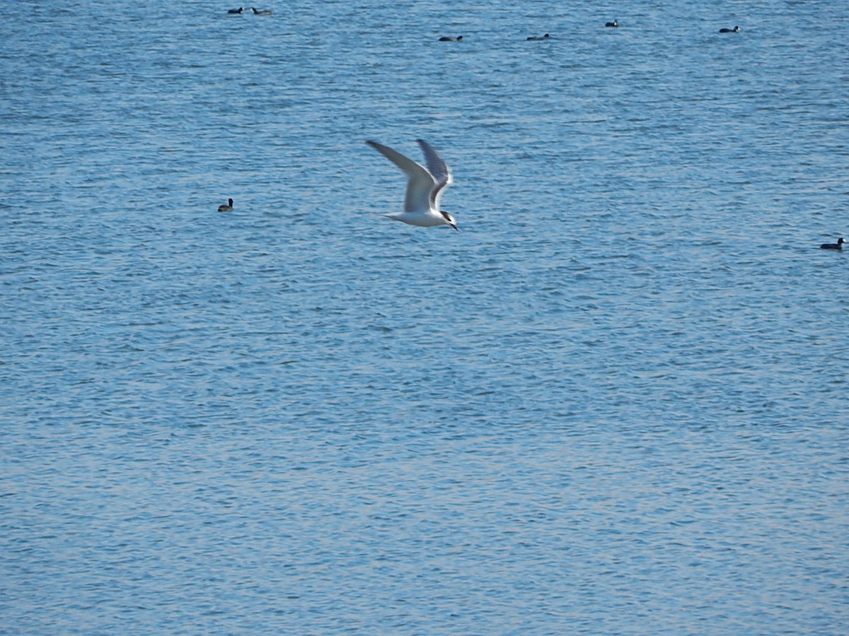 Common Tern - John Harris