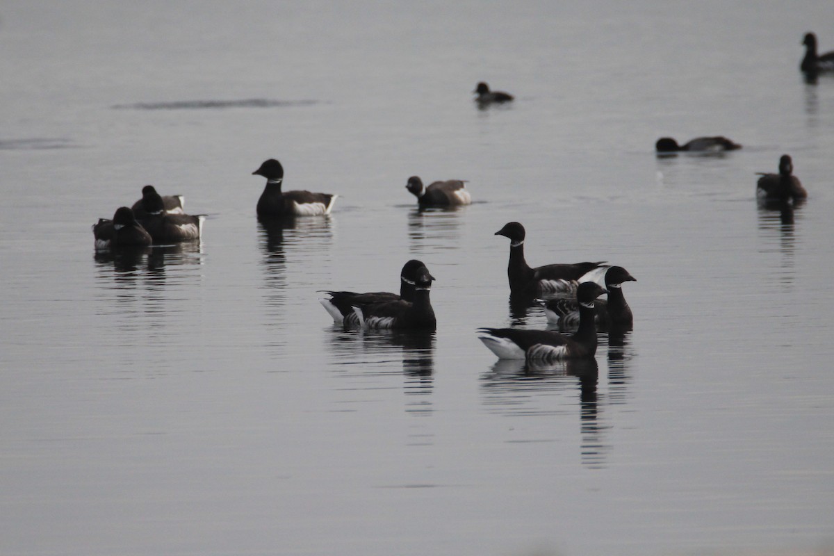 Brant - ML127873751