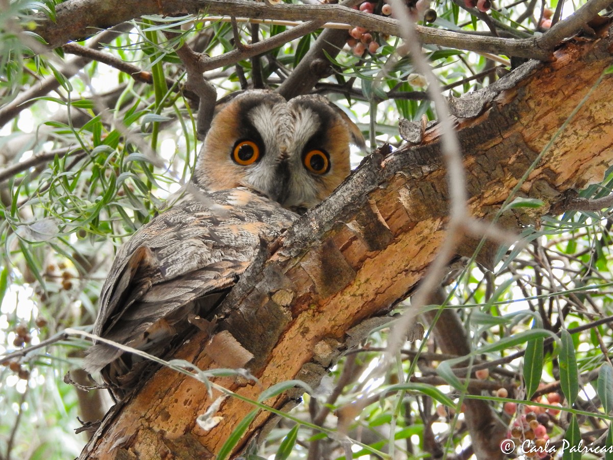 Long-eared Owl - Carla Palricas