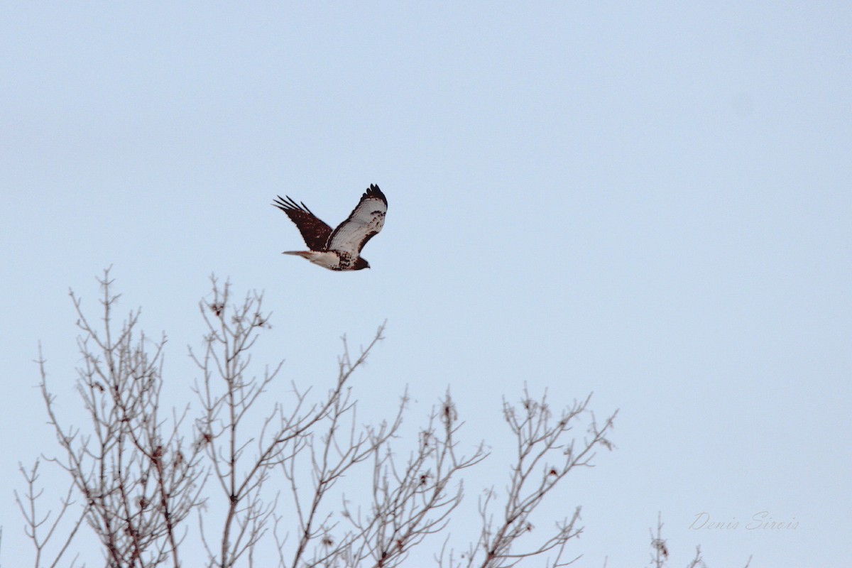 Red-tailed Hawk - Denis Sirois