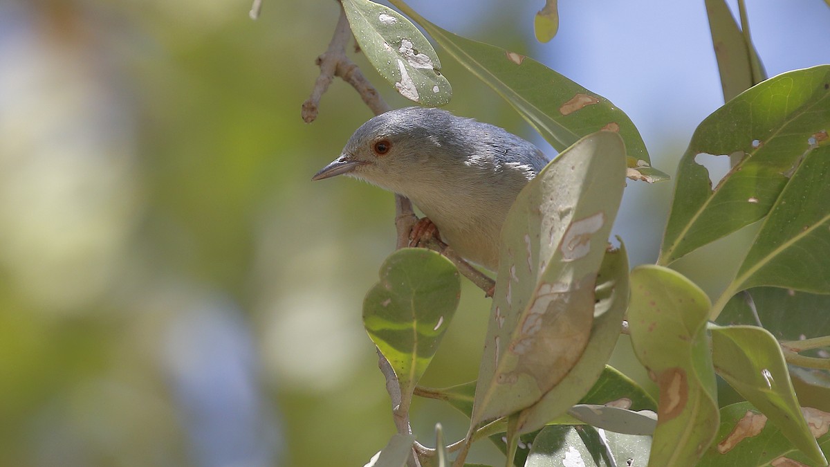 Bicolored Conebill - ML127877491