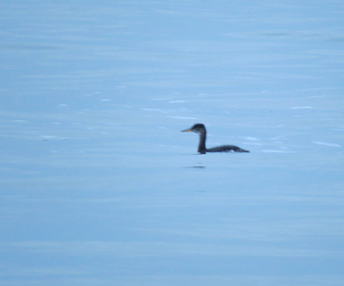 Red-necked Grebe - ML127877551