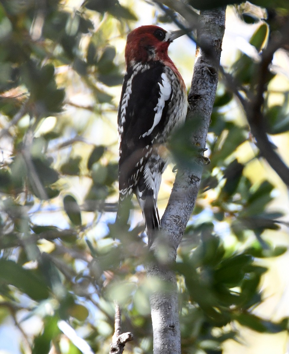 Red-breasted Sapsucker - ML127880231