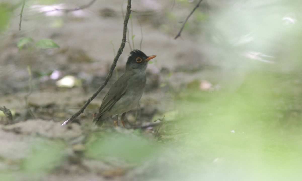 Black-headed Nightingale-Thrush - ML127885151