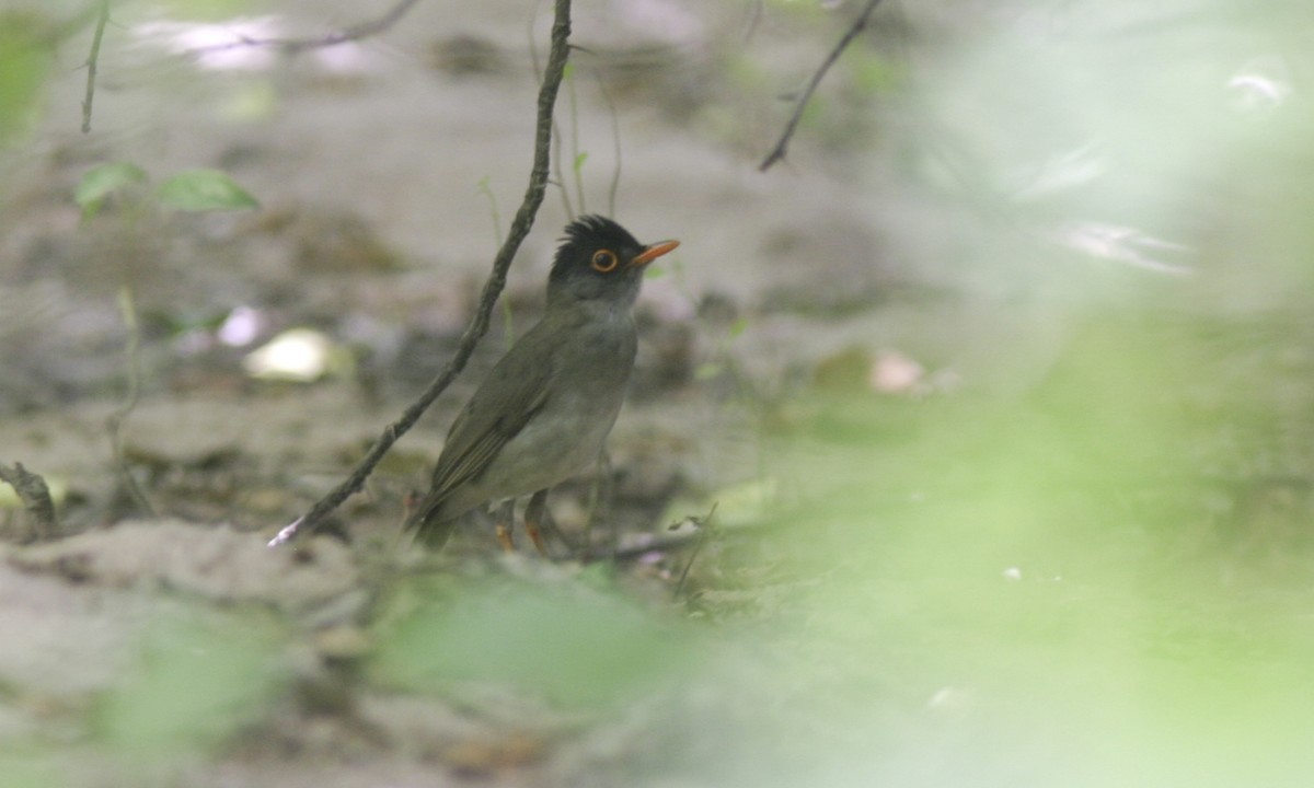 Black-headed Nightingale-Thrush - ML127885151